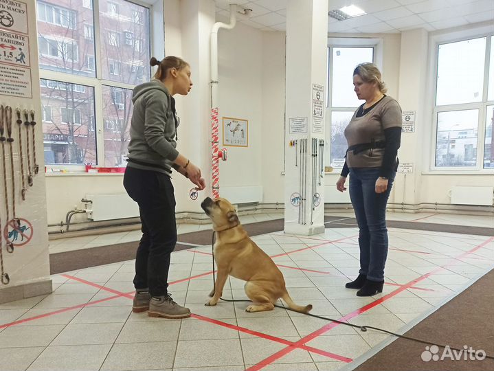Дрессировка собак в Тольятти. Кинолог. угс окд зкс