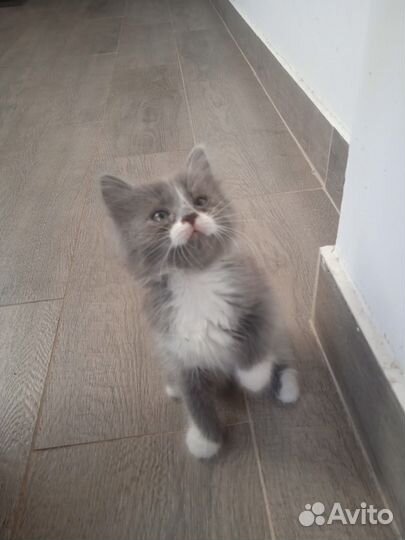 Котята