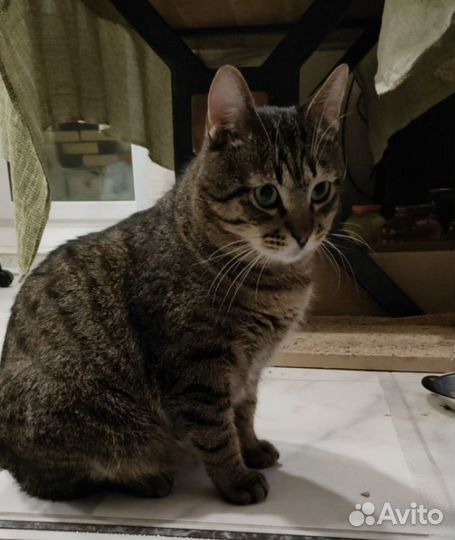 Пропал кот Мытищи Пограничная