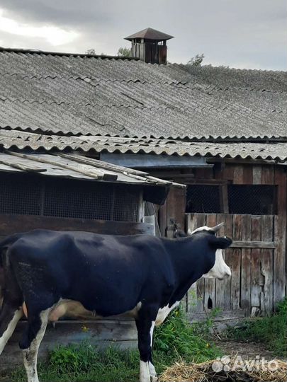Корова дойная