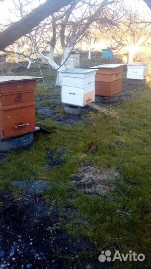 Улей с магазином