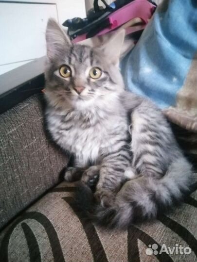 Котенок 3 мес