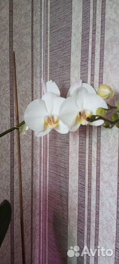 Орхидея фаленопсис