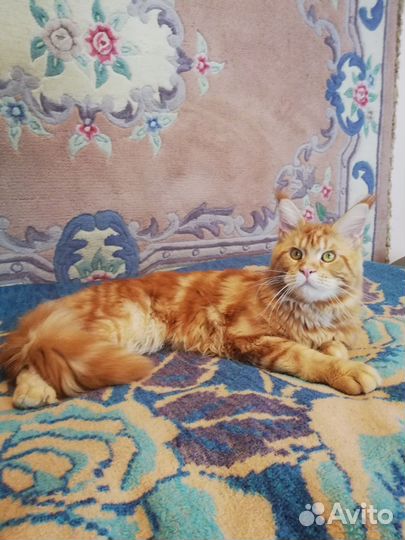 Котята мейн-кун