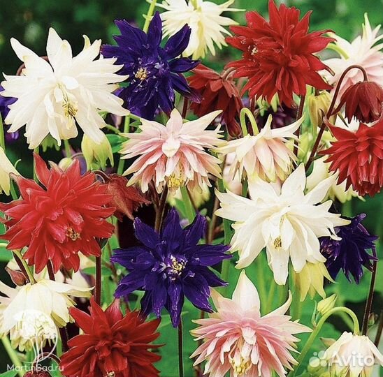 Аквилегия махровая