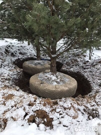 Посадка деревьев и кустарников