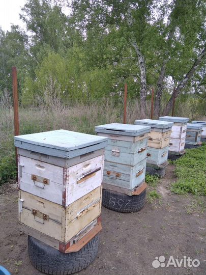 Продается пасека
