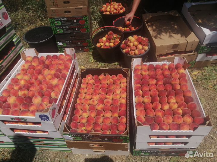 Молодой плодоносящий персиковый сад в Крыму 8 га