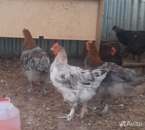 Молодые петухи