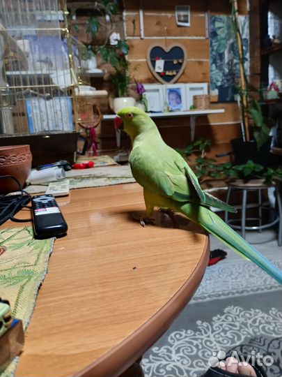 Ожереловый попугай самка