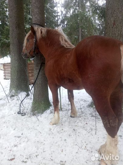 Жеребец Русский Тяжеловоз