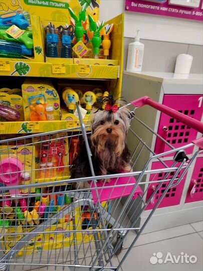 Крошка на ладошку-девочка мечта,йоркширский терьер