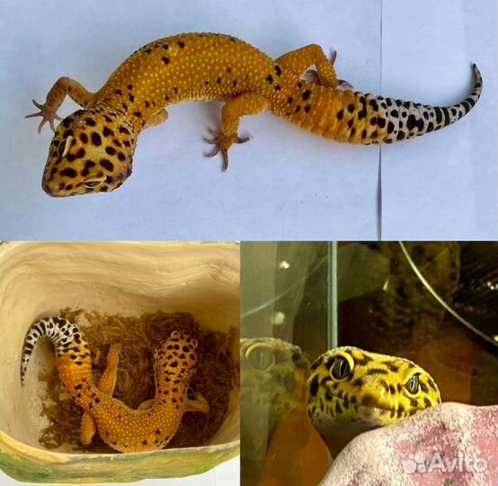 Эублефар Cross Blood с террариумом