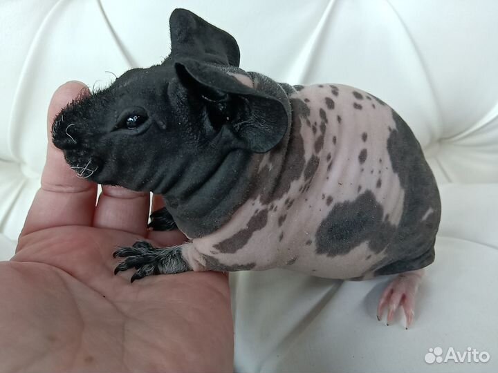 Бронь Морская свинка самка скинни доставка