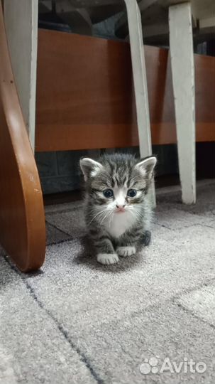 Кошка в дар бесплатно
