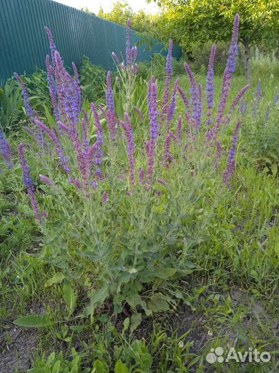 Шалфей саженцы