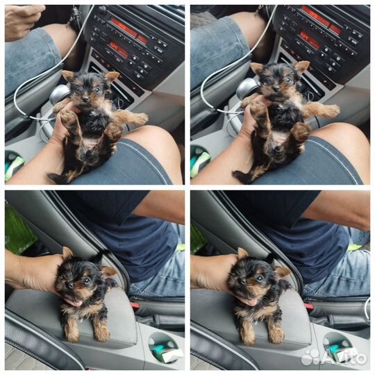 Девочка Йоркширский терьер Челябинск