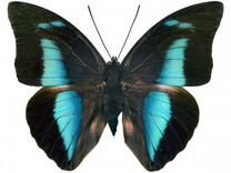 Живые тропические бабочки Heliconius melpomone