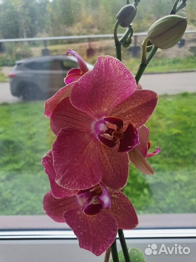 Орхидея сортовая