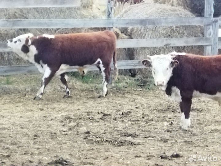 Бычки и быки