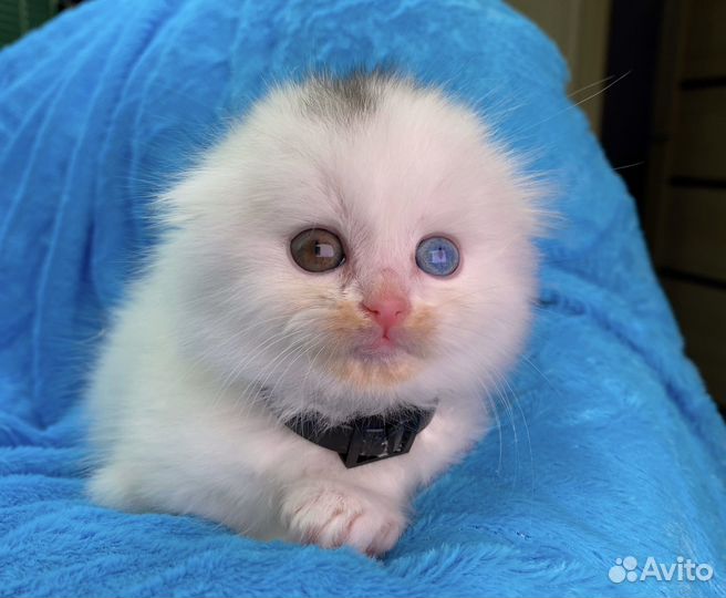 Шотландский вислоухий