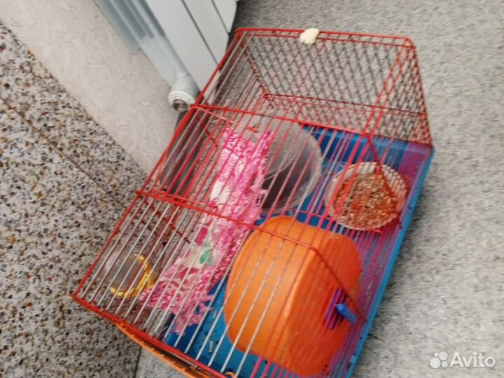 Монгольская песчанка мышь