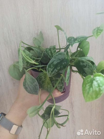 Сциндапсус