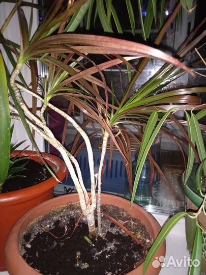 Комнатные цветы