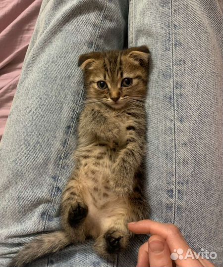 Вислоухие котята