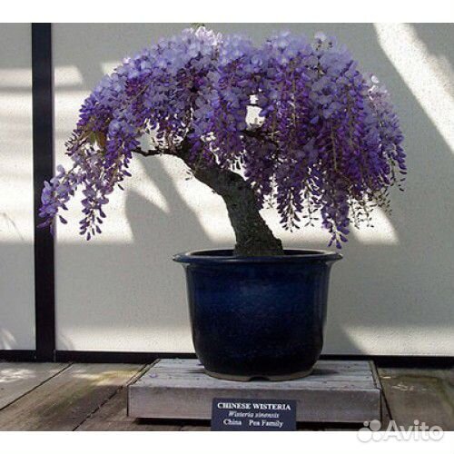 Глициния, семена