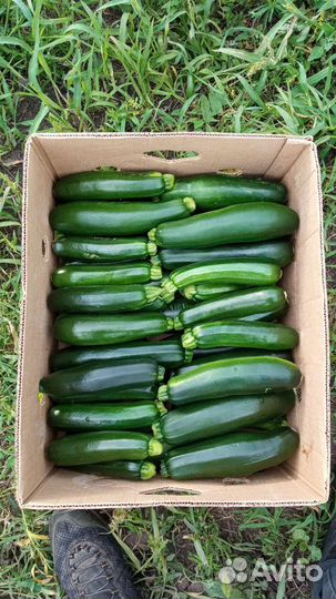 Кабачок и цуккини