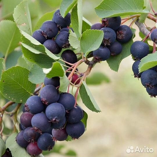 Ирга, Смородина белая,красная,черная саженцы