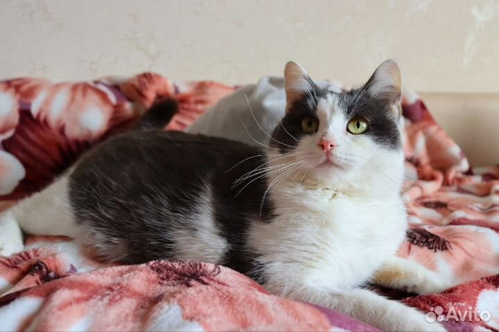 Барон ищет дом