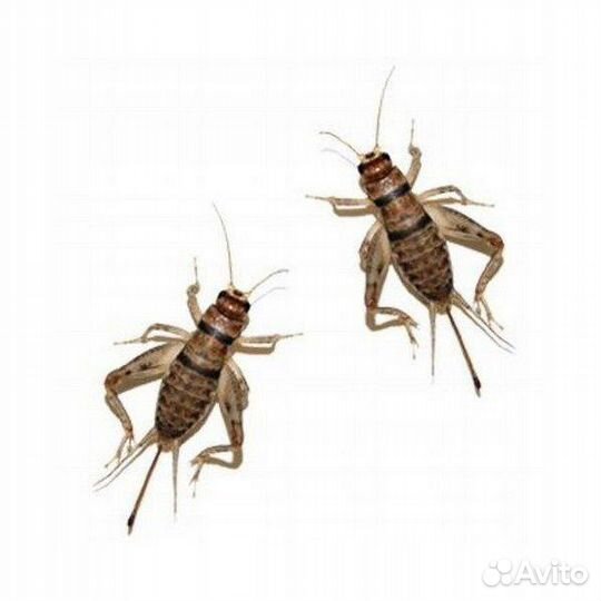 Сверчки кормовые, тараканы кормовые