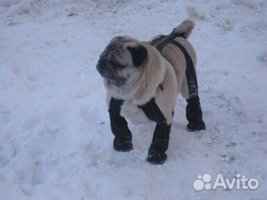 Обувь для собаки