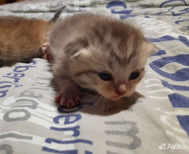 Шотландские котята
