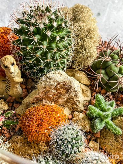 Флорариум. Кактусы