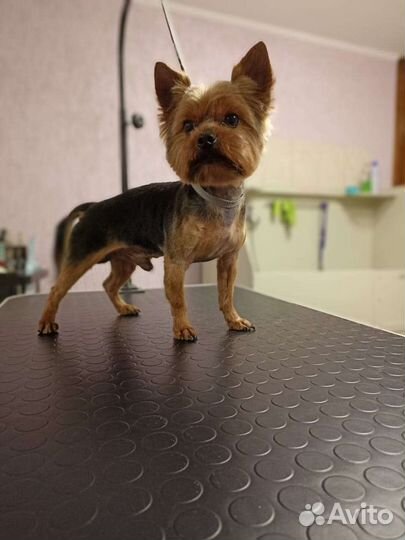 Груминг (стрижка) собак и кошек