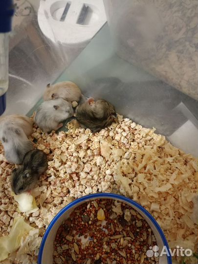 Джунгарский хомяк