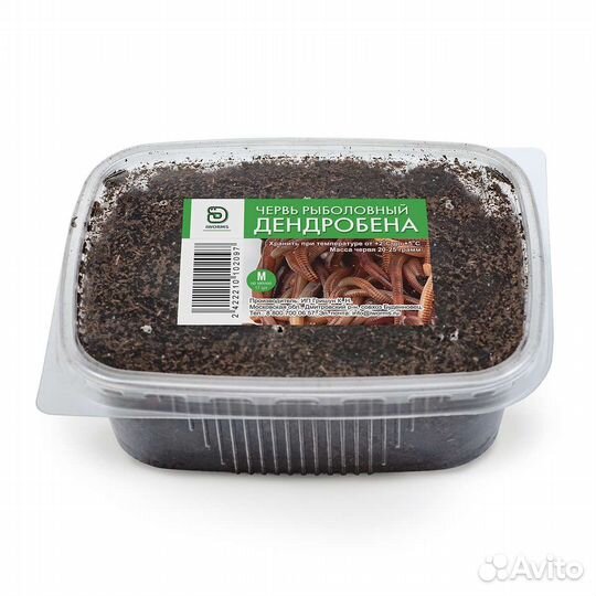 Червь Дендробена