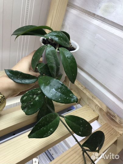 Хойя карноза, лакуноза