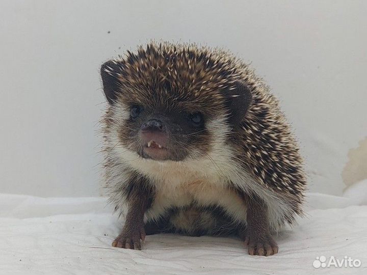 Еж на вязку