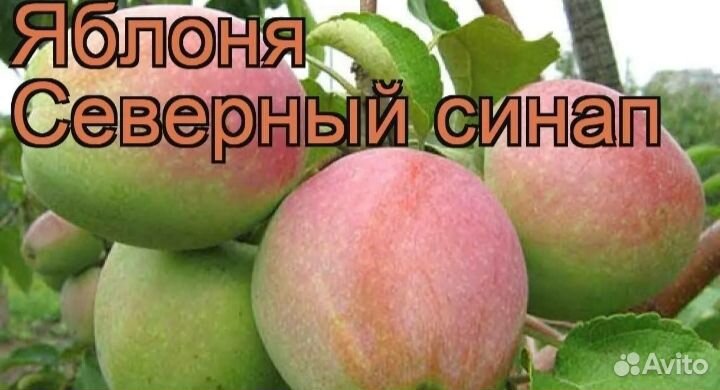 Саженцы Яблонь