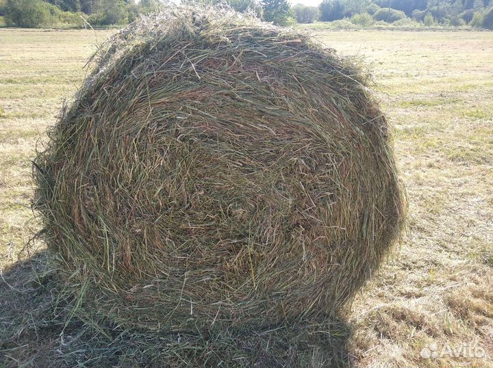 Сено в рулонах 350кг 2024года