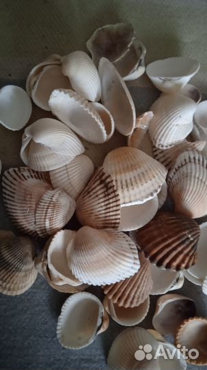 Ракушки и морские камни