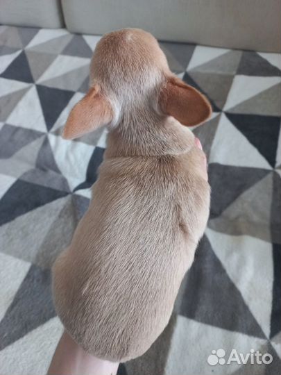 Чихуахуа щенок