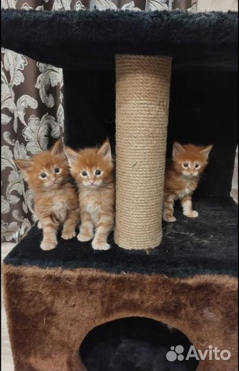 Котята мейн-кун