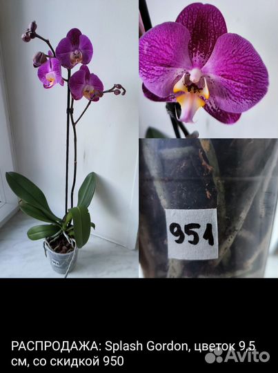 Орхидеи фаленопсис и каттлеи сортовые отцветашки
