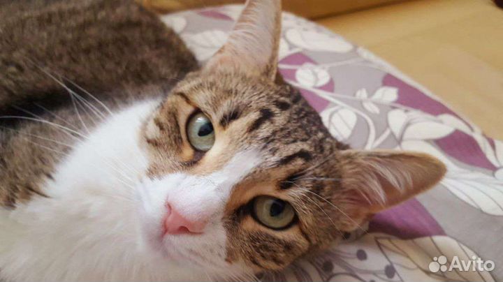 От сестричек отказались хозяева