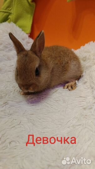 Карликовые кролики